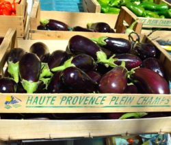 Aubergine Lagern 2