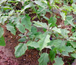 Aubergine Im Beet 1