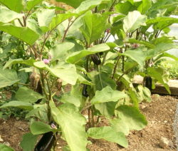 Aubergine Im Beet 2