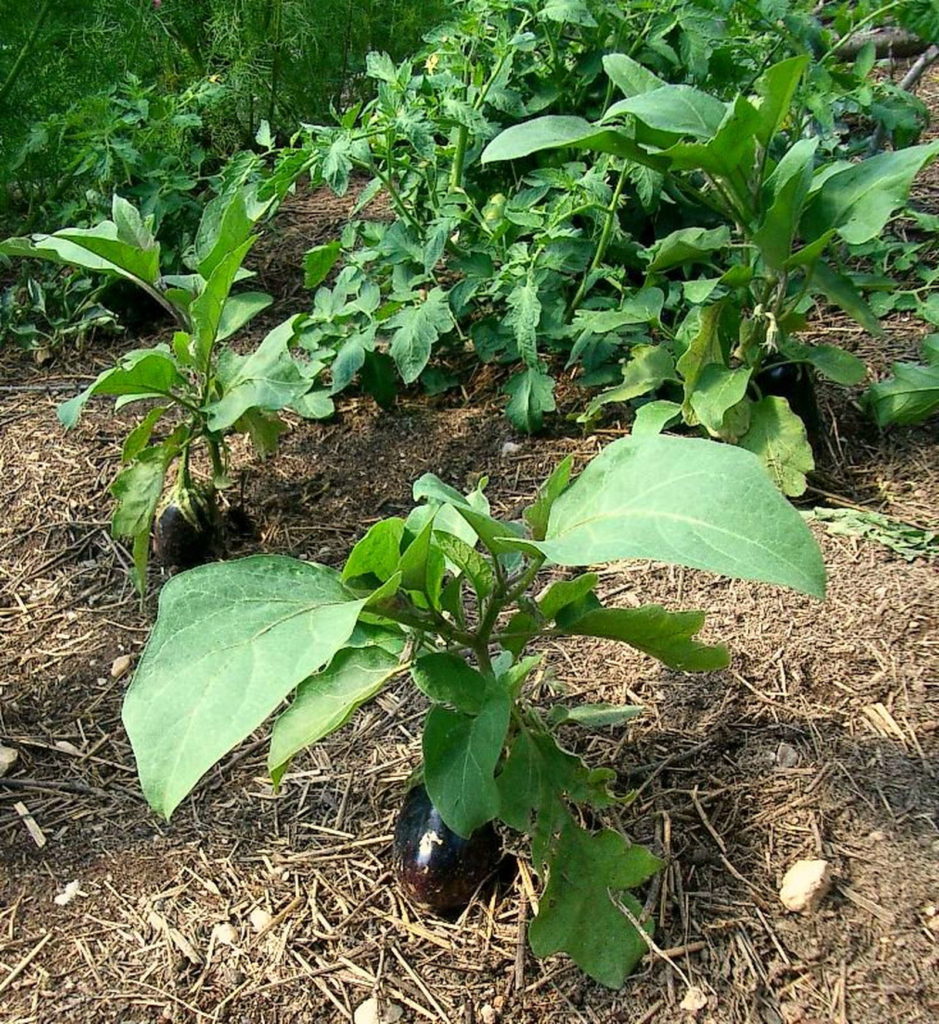Aubergine anbauen Tipps vom Experten Plantura