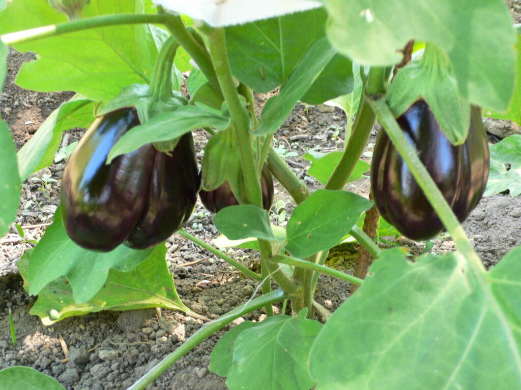 Aubergine anbauen Tipps vom Experten Plantura