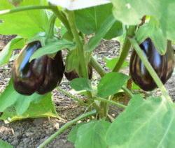 Aubergine Im Beet 4