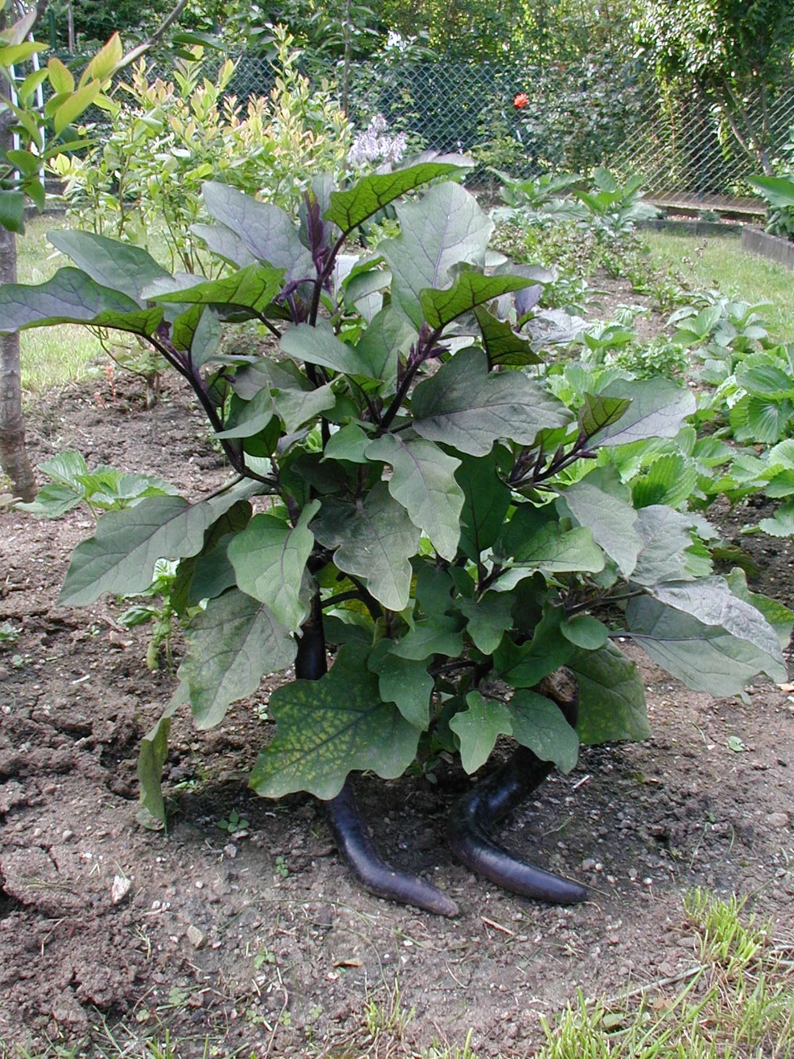 Aubergine anbauen Tipps vom Experten Plantura