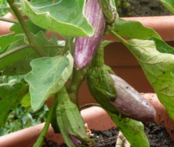 Aubergine Im Kübel 1