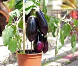 Aubergine Im Topf 1