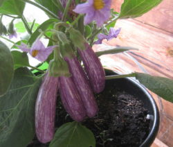 Aubergine Im Topf 2