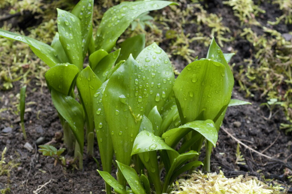 Bärlauch pflanzen im Garten