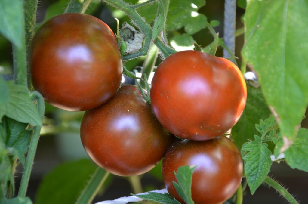 Tomatensorte De Berao schwarz