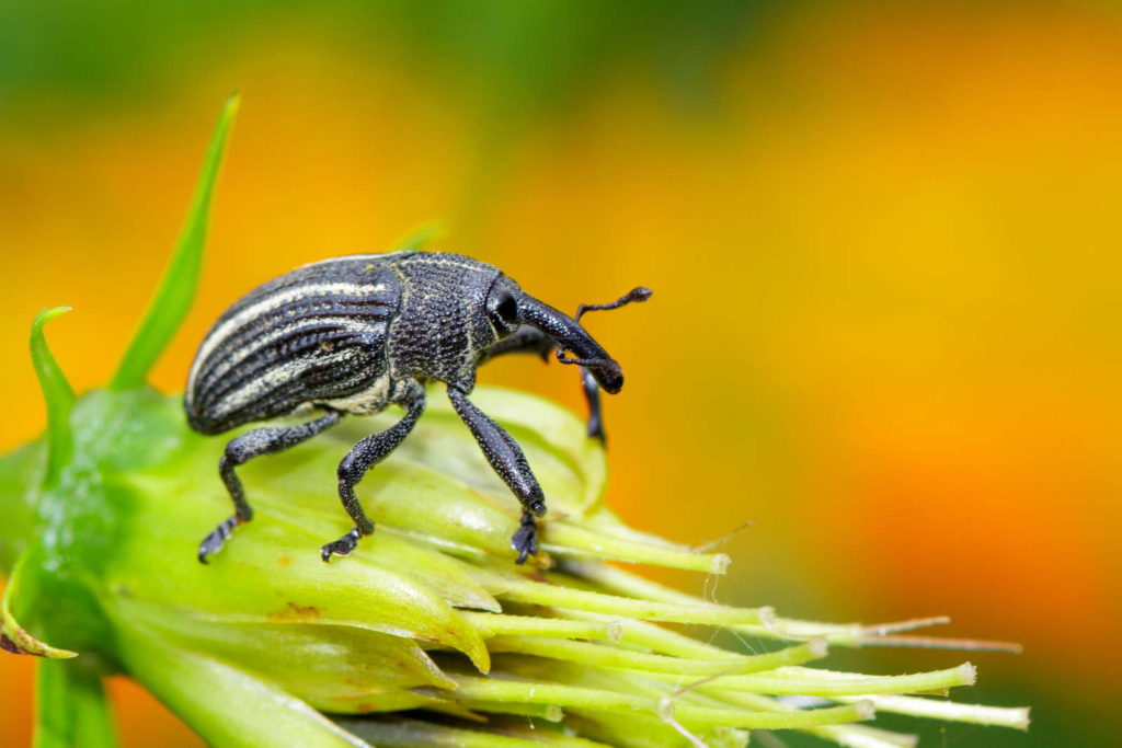 Dickmaulrüssler sitzt auf Blume nah