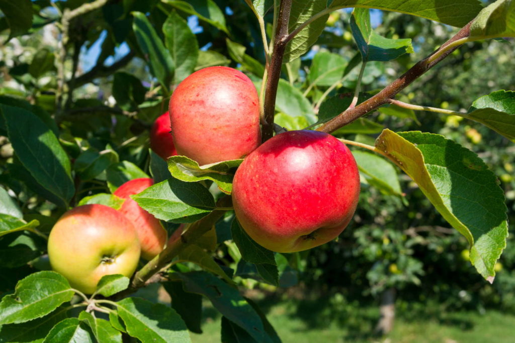 Apfelsorten: 50 süße, saure Plantura & - frühe Apfelsorten