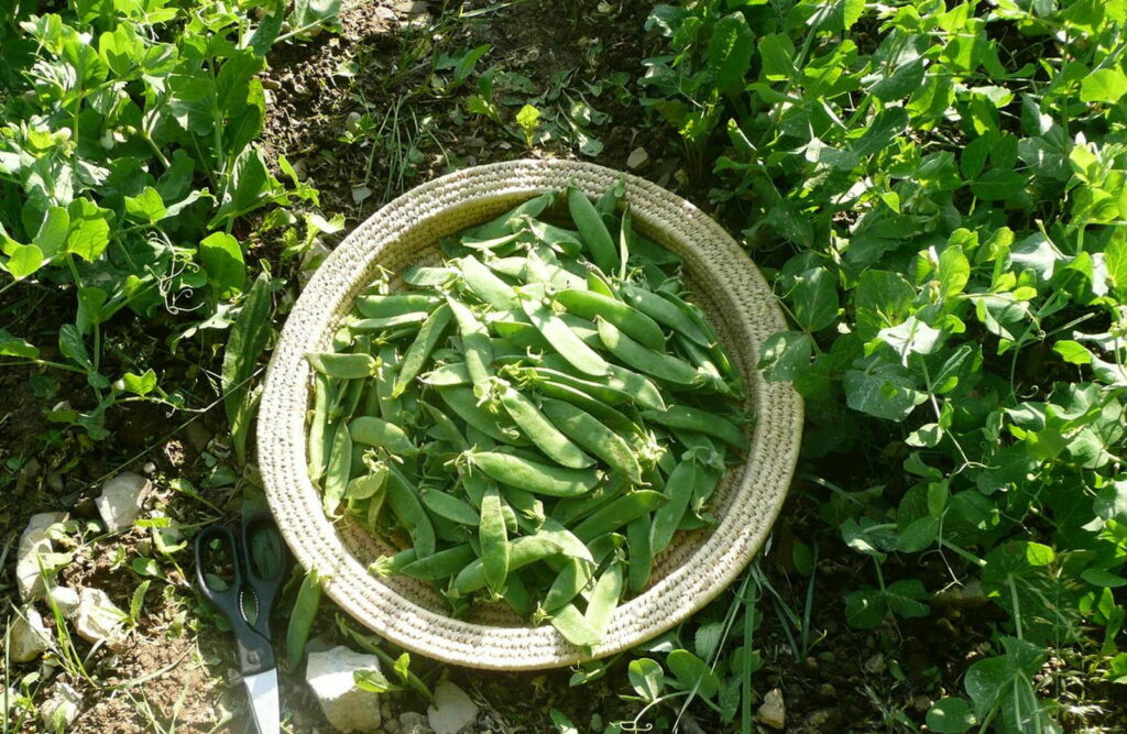 Ernte Erbse im Beet in Korb