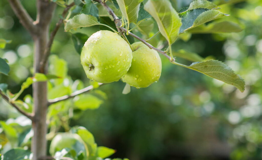 Roter Delicious Baum Kaufen