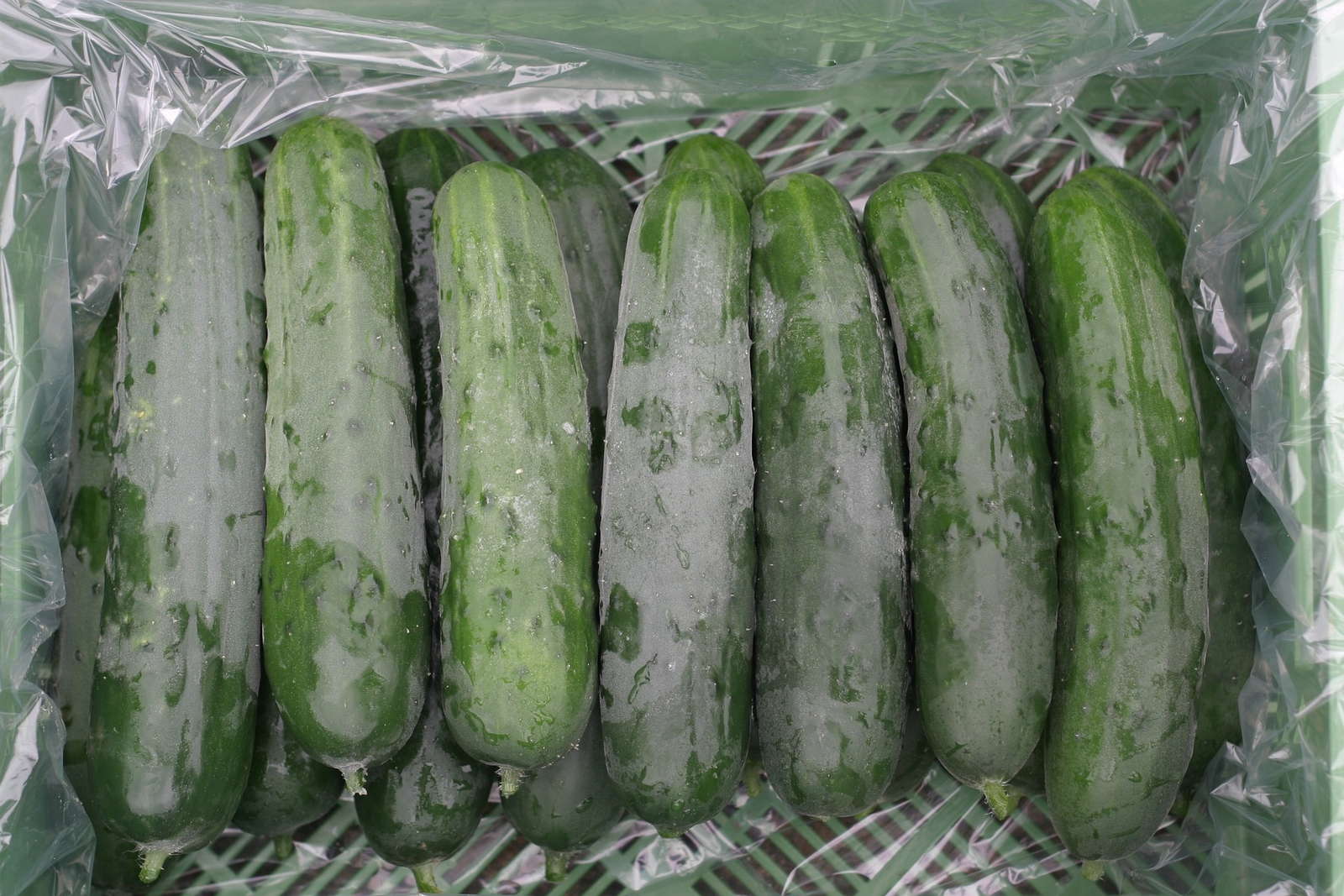 Gurken haltbar machen Gurken einlegen, einmachen und lagern Plantura