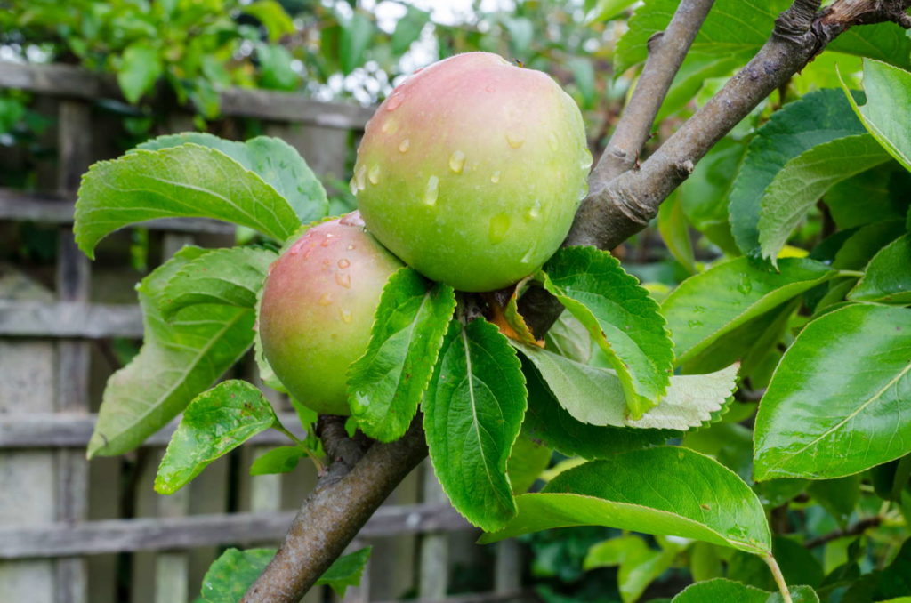 James Grieve am Baum im Garten