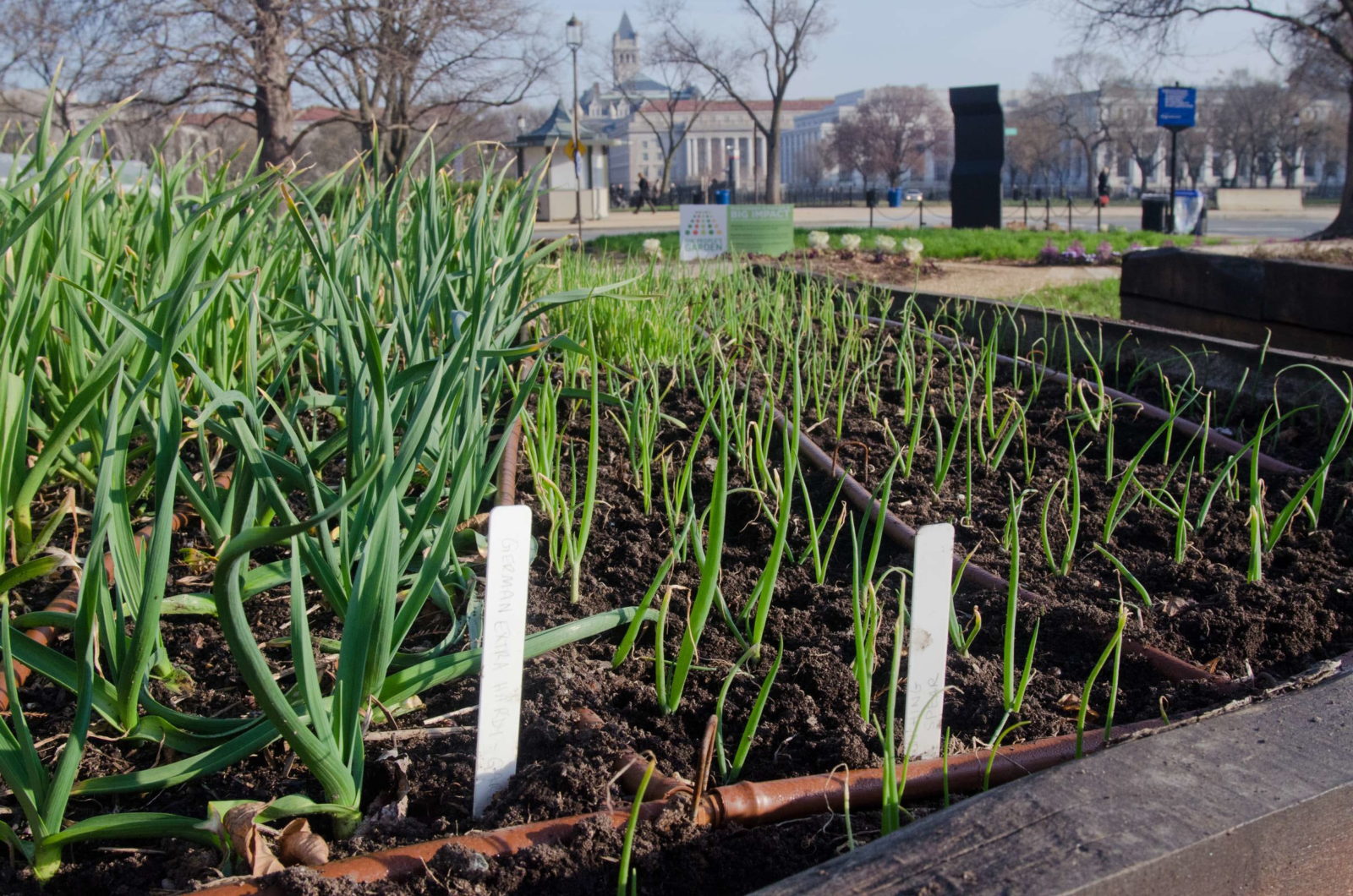 Knoblauch Pflanzen Tipps Zum Setzen Anbauen Plantura
