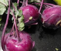 Kohlrabi Ernte 1