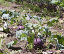 Kohlrabi Im Beet 9