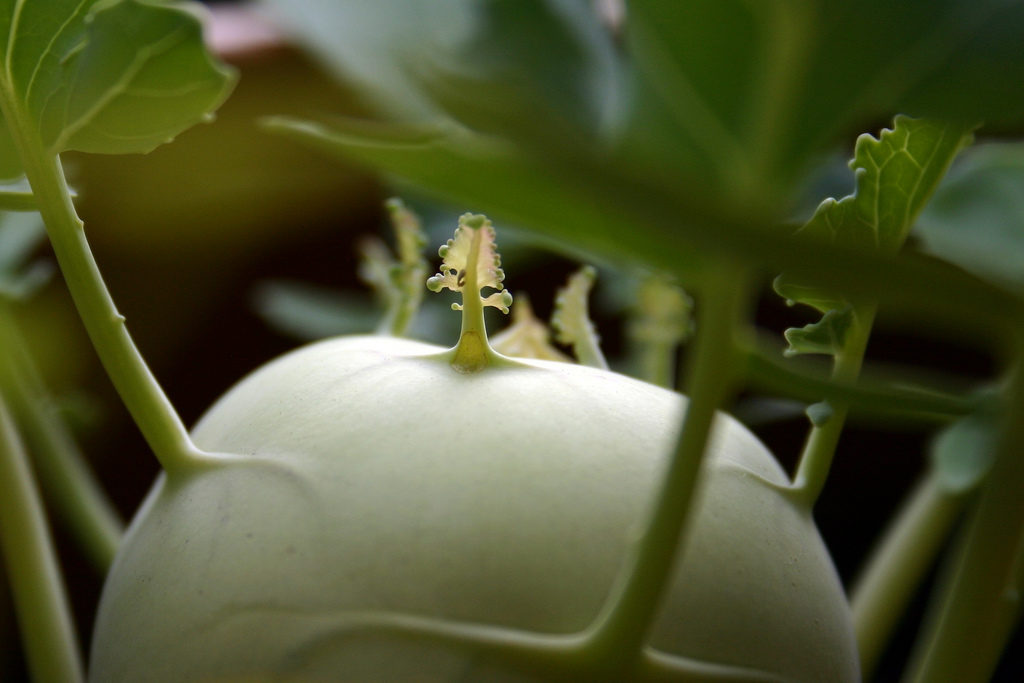 Kohlrabi im Beet nah Knolle