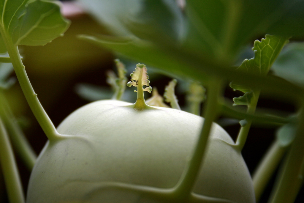 Kohlrabi pflanzen Kohlrabi im eigenen Garten anbauen Plantura