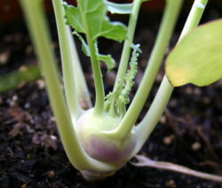 KohlrabiWachstum