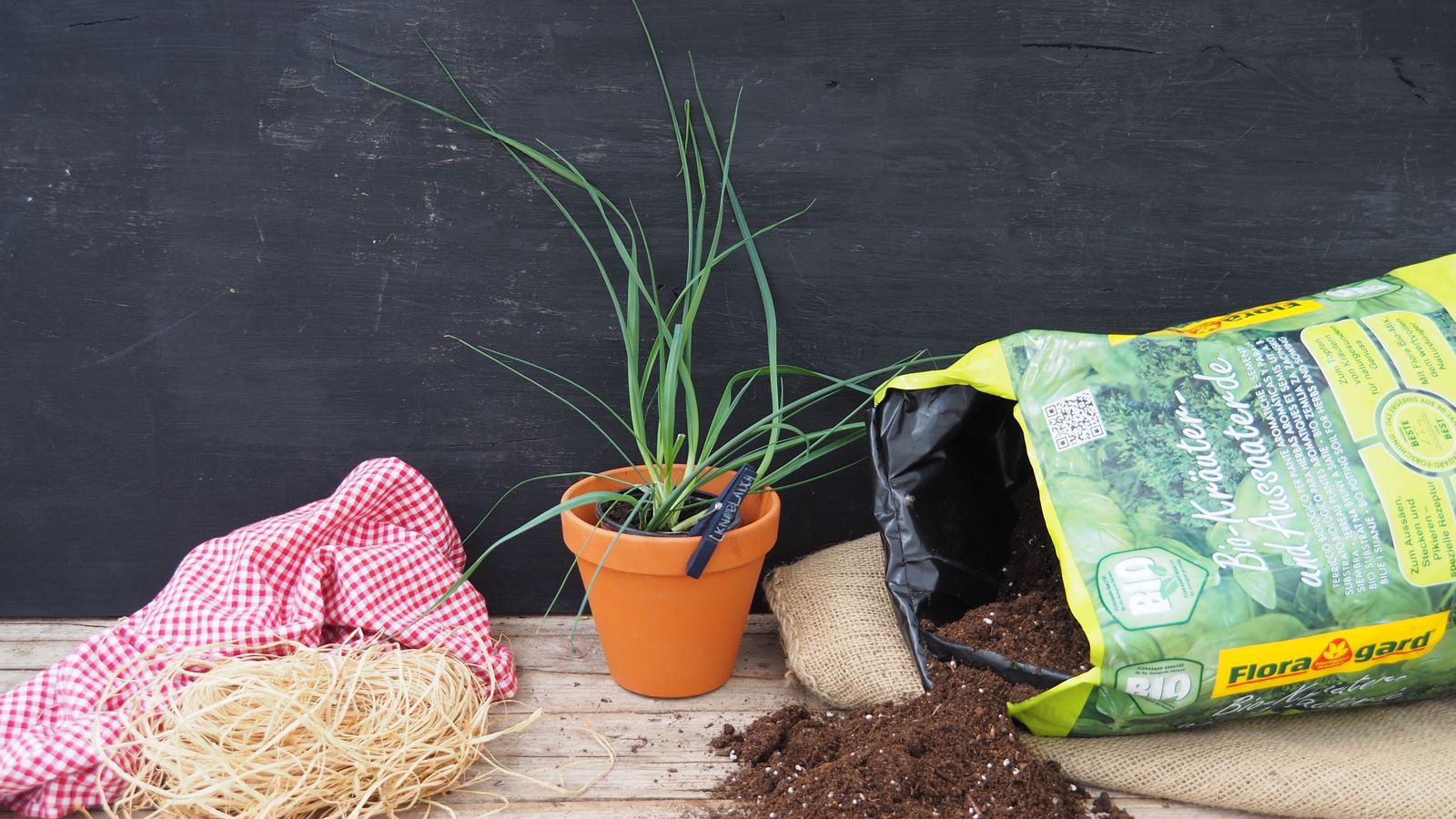Knoblauch Pflanzen Tipps Zum Setzen Anbauen Plantura