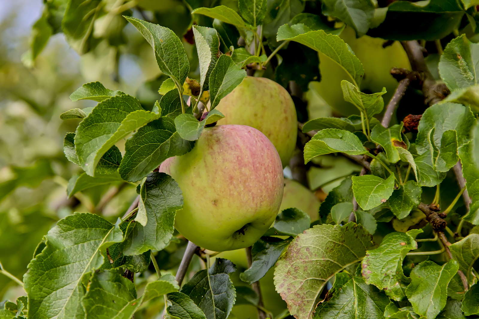 Apfelsorten 50 süße, saure & frühe Apfelsorten Plantura