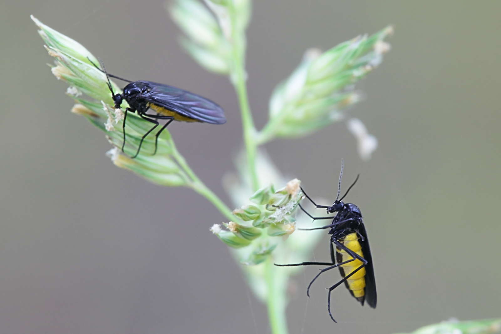 Trauermucken Bekampfen Fliegen Larven In Der Blumenerde Plantura