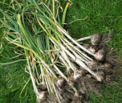 Trocknender Knoblauch Auf Der Wiese