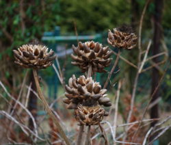 Verblühte Artischocke Im Winter