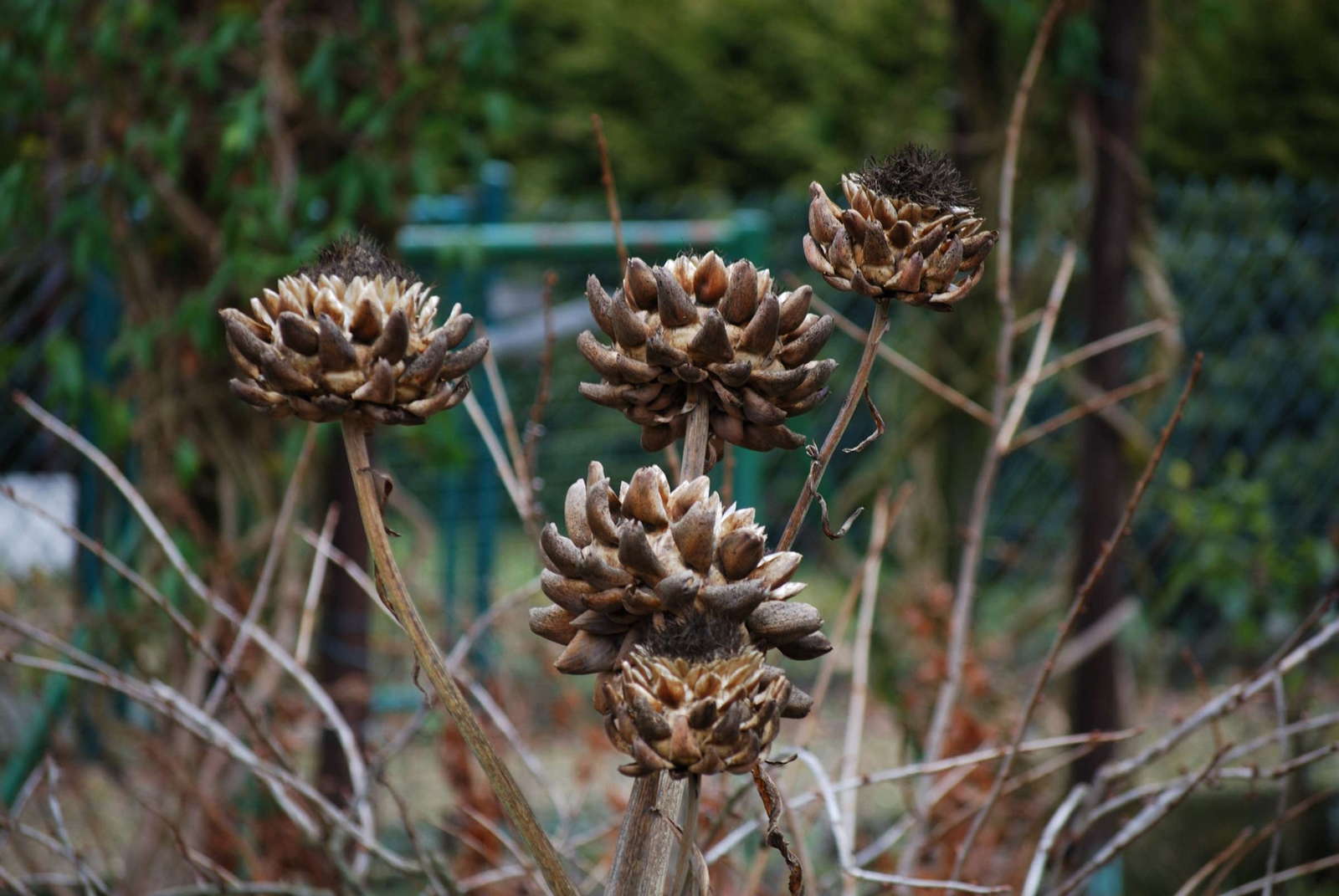 Artischocken Anbau Das mediterrane Gemüse im Garten pflanzen Plantura