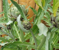 Viele Knospen Pro Pflanze
