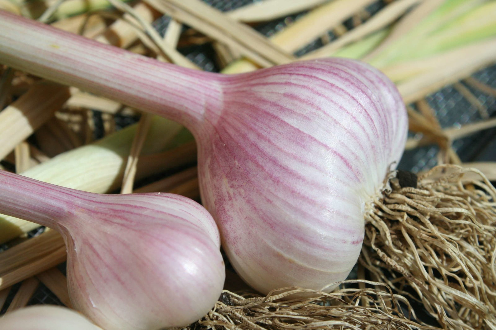 Knoblauch anbauen Stecken, pflanzen und ernten Plantura Knoblauch anbauen Stecken, pflanzen und ernten Plantura