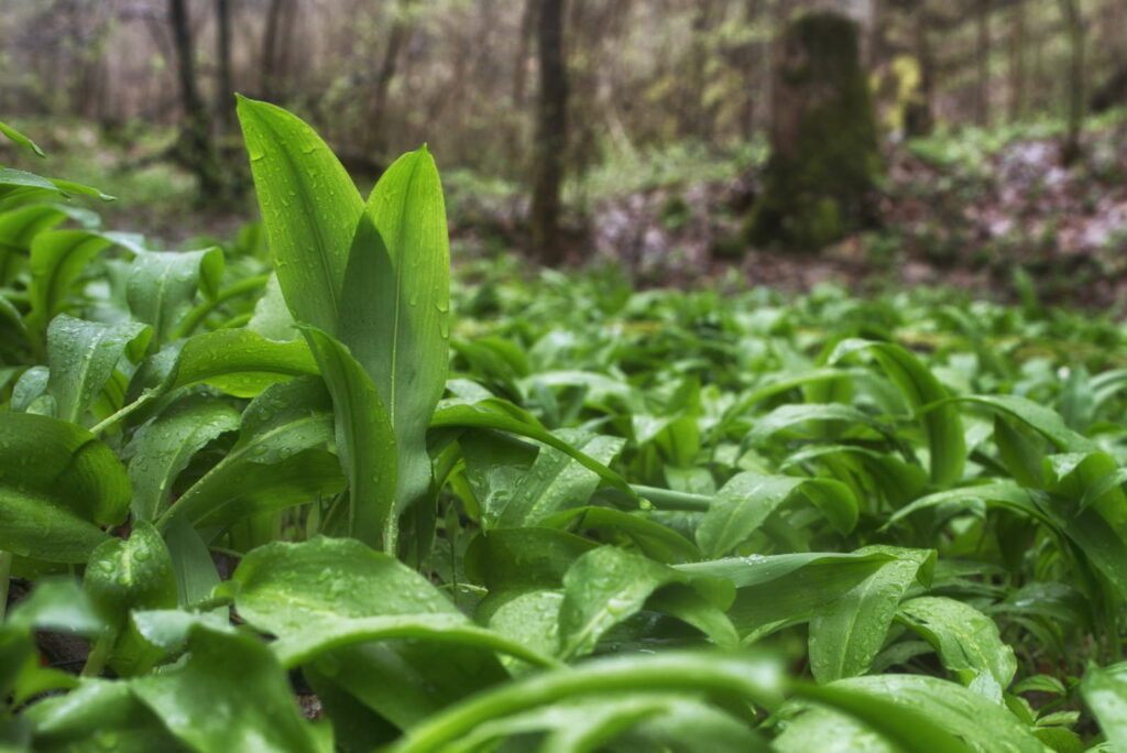 wilder Bärlauch im Wald