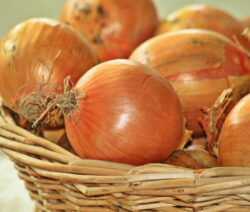 Zwiebeln selbst pflanzen und zu Hause anbauen - Plantura