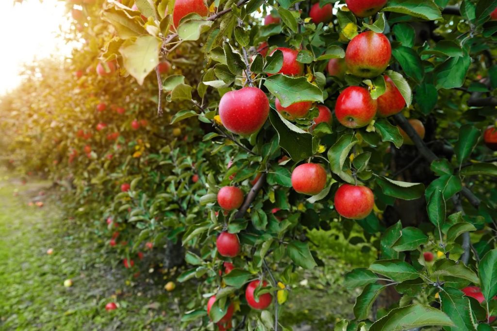 Äpfel auf einer Plantage