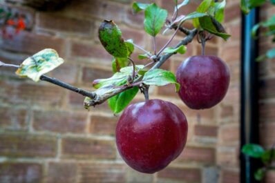 Roter Herbstkalvill: Geschmack, Anbau & Ernte des Apfels