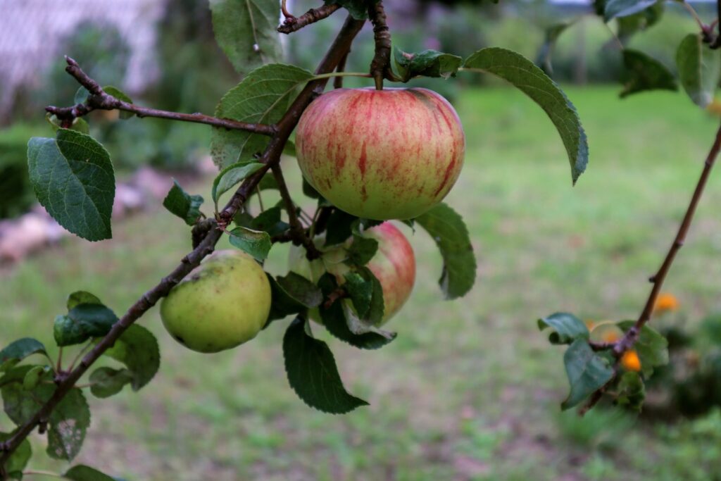 Altländer Pfannkuchenäpfel am Baum