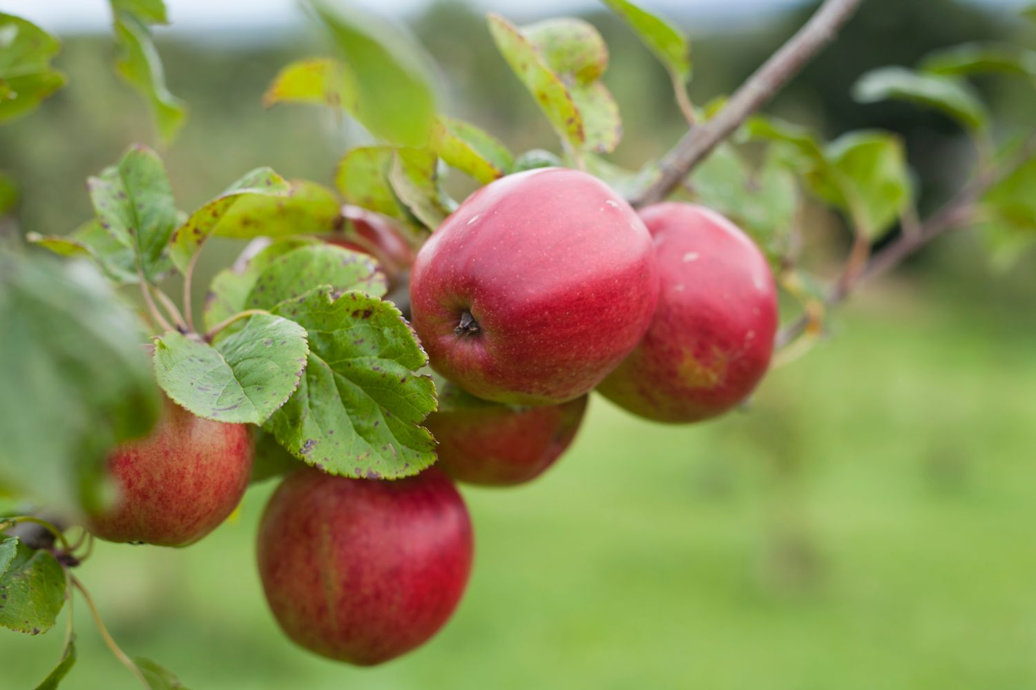 Apfelsorte Saturn: Herkunft, Anbau & Verwendung