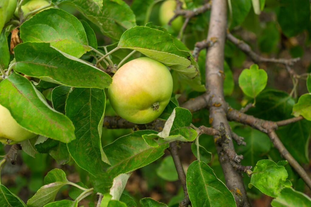 Reifer Wiltshire Apfel am Baum