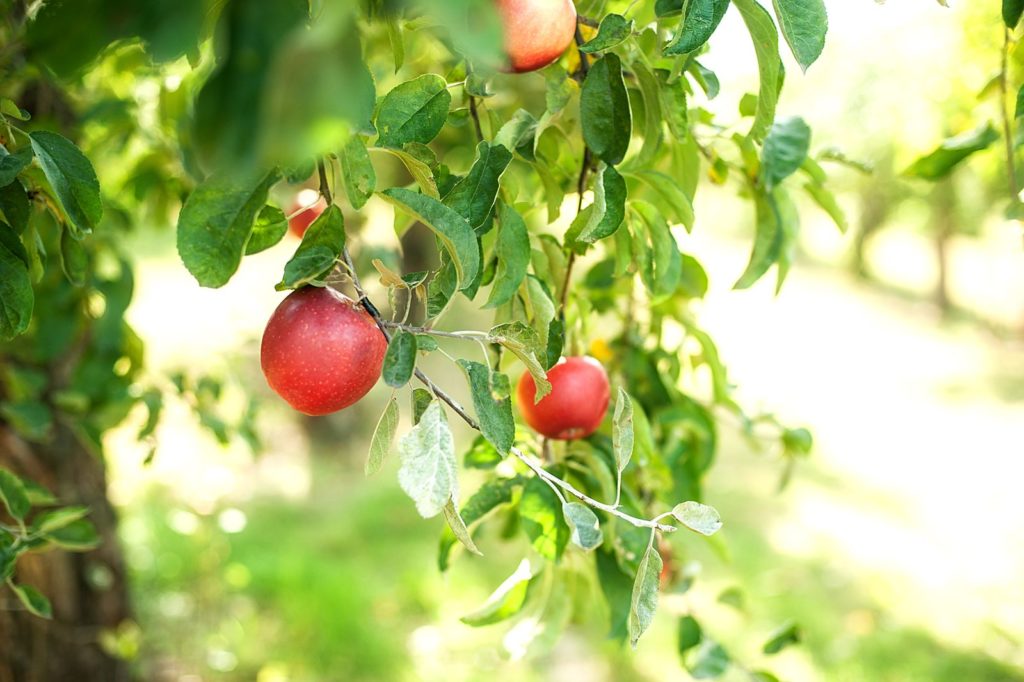 Apfelbaum der Sorte Rubinette