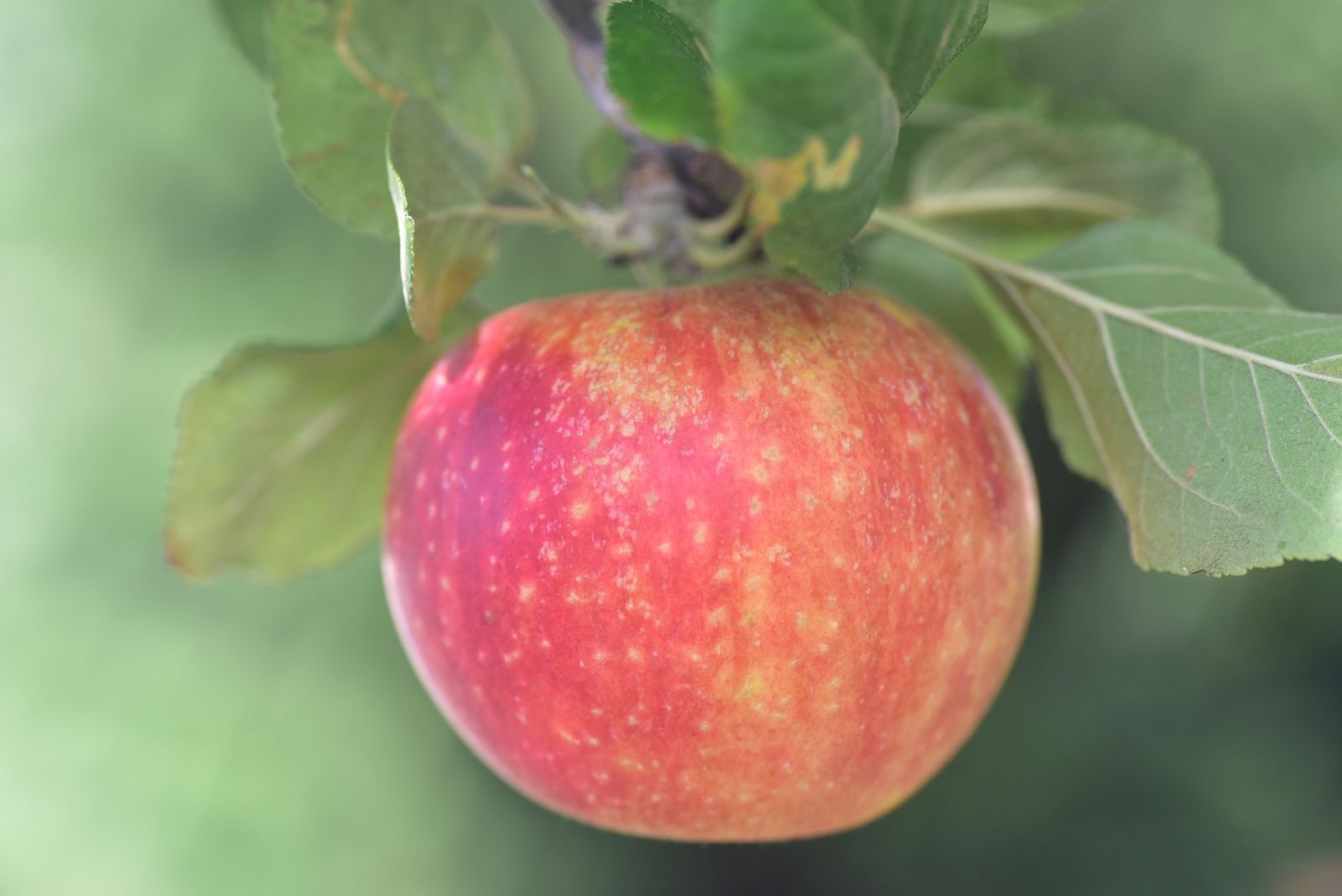 Plantura Alkmene: Apfelsorte Portrait im Die - alte