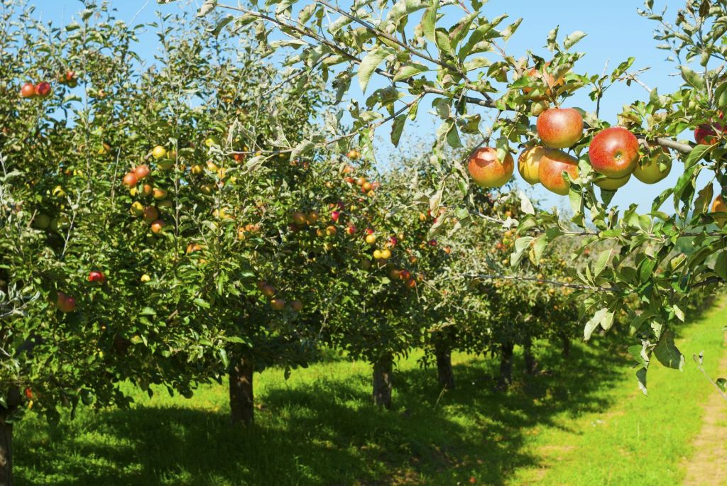 Apfelbaum: Experten-Tipps von A bis Z