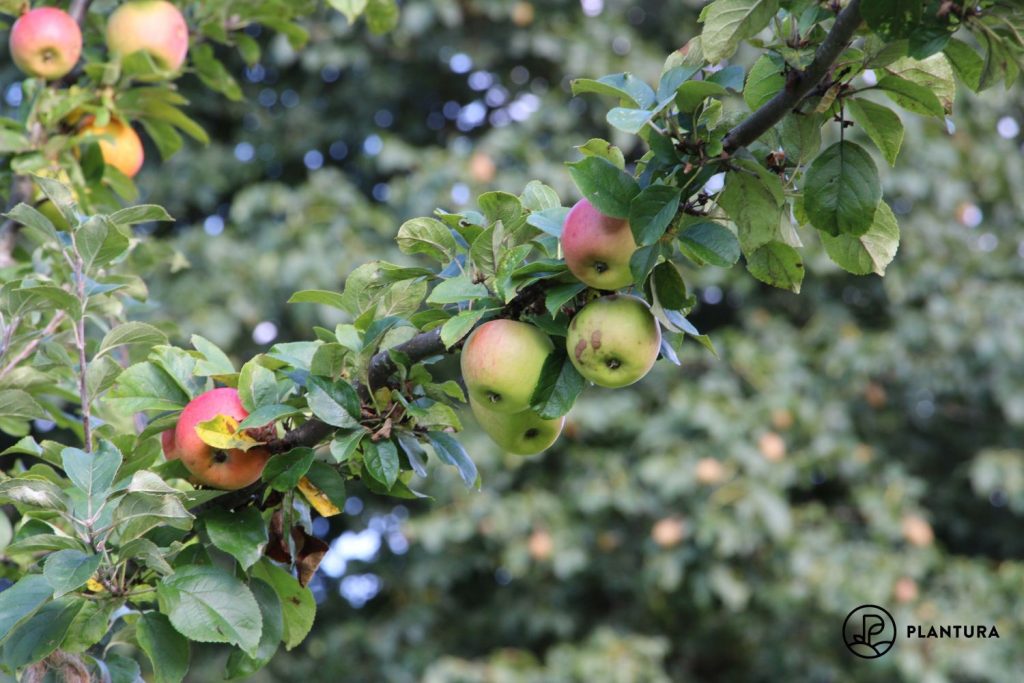 Apfelbaum: Experten-Tipps von A bis Z