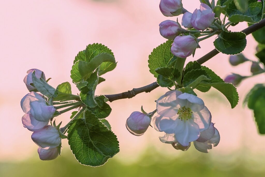 Blüte der Apfelsorte Gelber Bellefleur