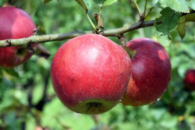 Apfel Kardinal Bea: Eigenschaften & Anbau des Herbstapfels