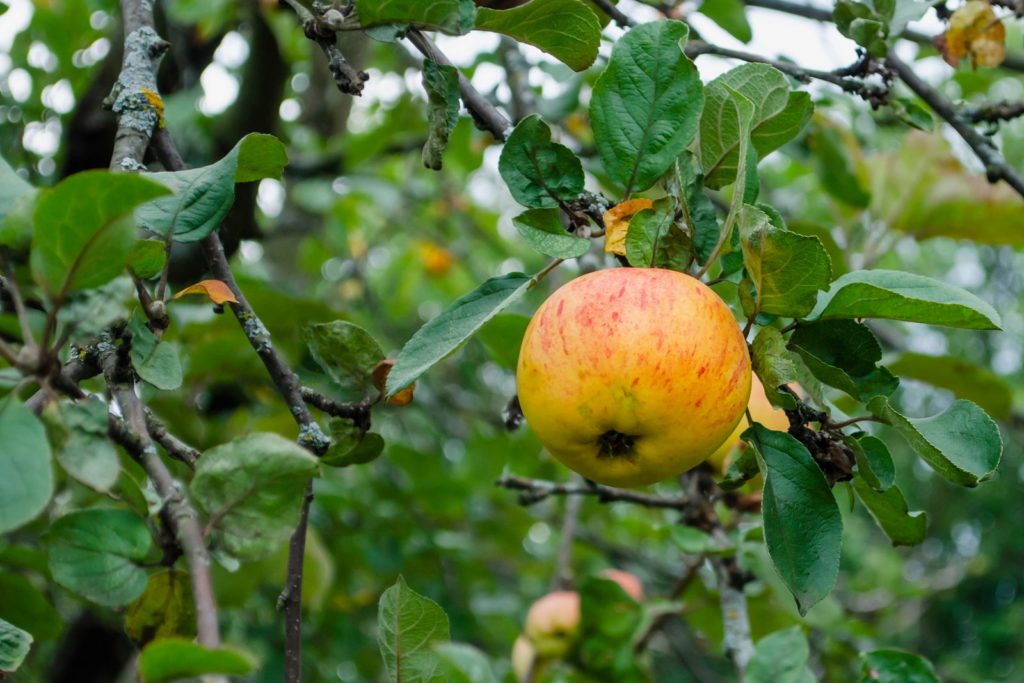 Korbiniansapfel am Apfelbaum