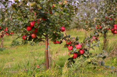 Liberty-Apfel: Eigenschaften & Verwendung des Herbstapfels