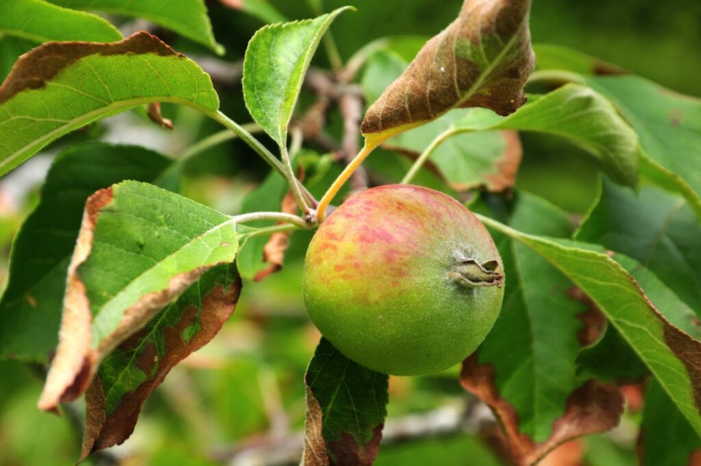 Reglindis-Apfel am Baum