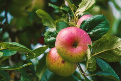 Rubinette: Die leckere Apfelsorte im Portrait