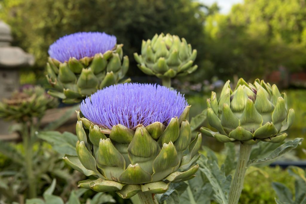 Artischocke mit lila Blüte
